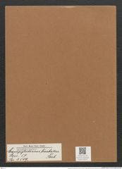 Campylodiscus limbatus Breb. (de-Toni-Nr.: Genus 57, Species 2509) Zeichnungen Sammlung Grunow Mappe 02672 (Herbarium_W_Grunow_drawings_Folder_02672)